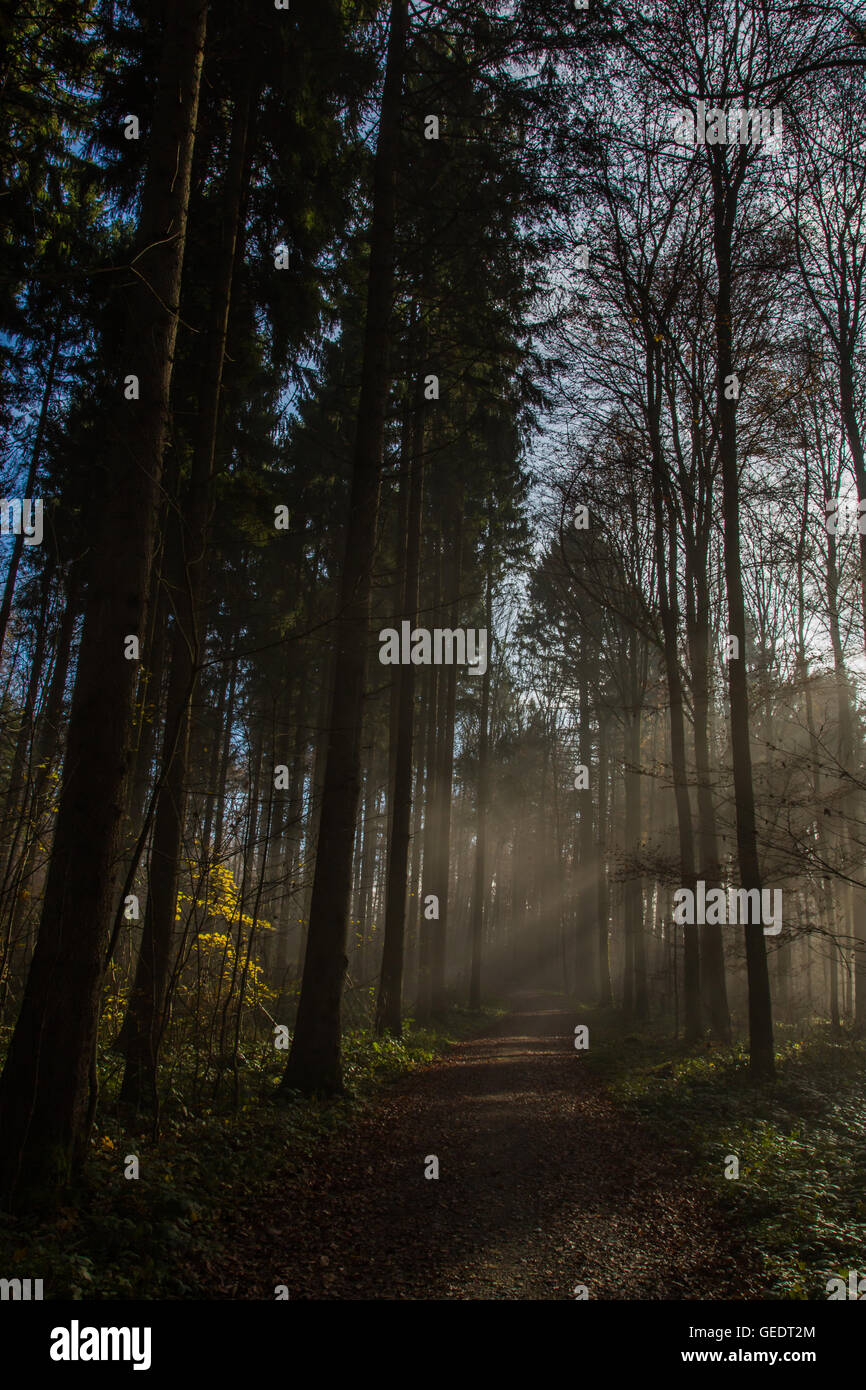 Path within misty forest with rays of light Stock Photo - Alamy