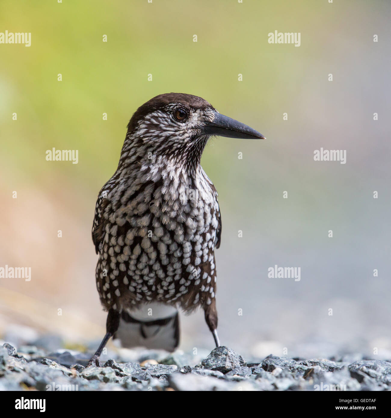 Portrait of spotted nutcracker bird (Nucifraga caryocatactes Stock