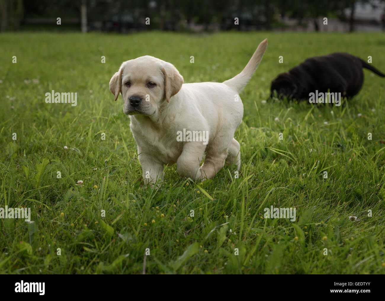 cute yellow Labrador puppy running on the green field Stock Photo
