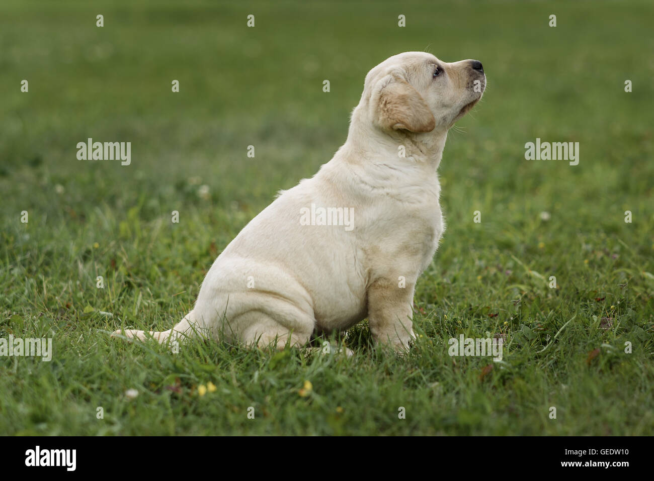 cute yellow puppy Labrador Retriever isolated on a background of green grass Stock Photo