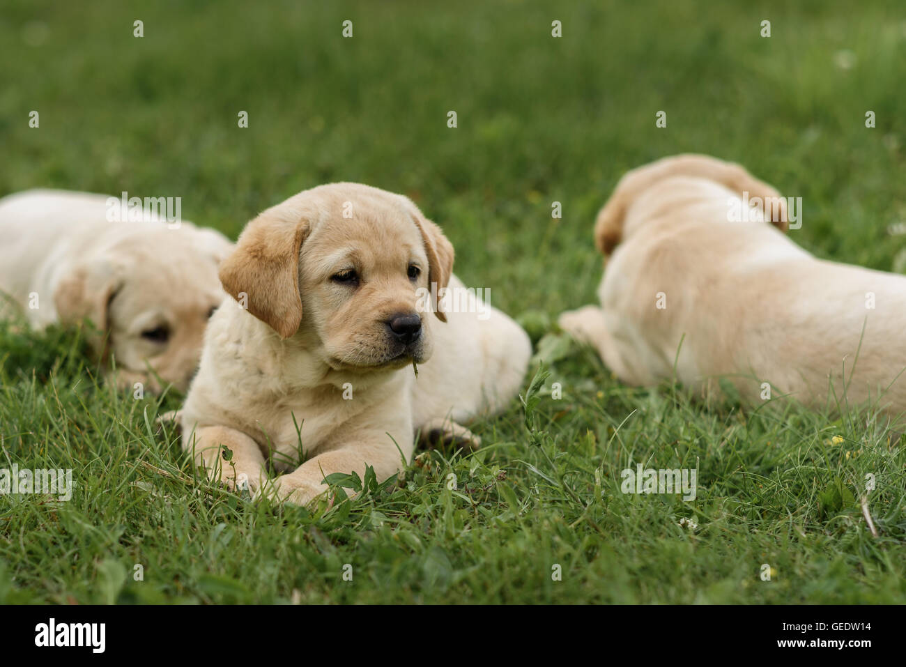 three cute yellow Labrador puppy resting in green grass Stock Photo - Alamy