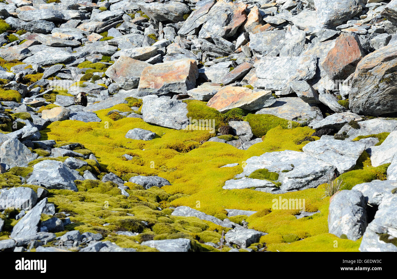 Lush mosses grow on a scree slope. Godthul, South Georgia. Stock Photo