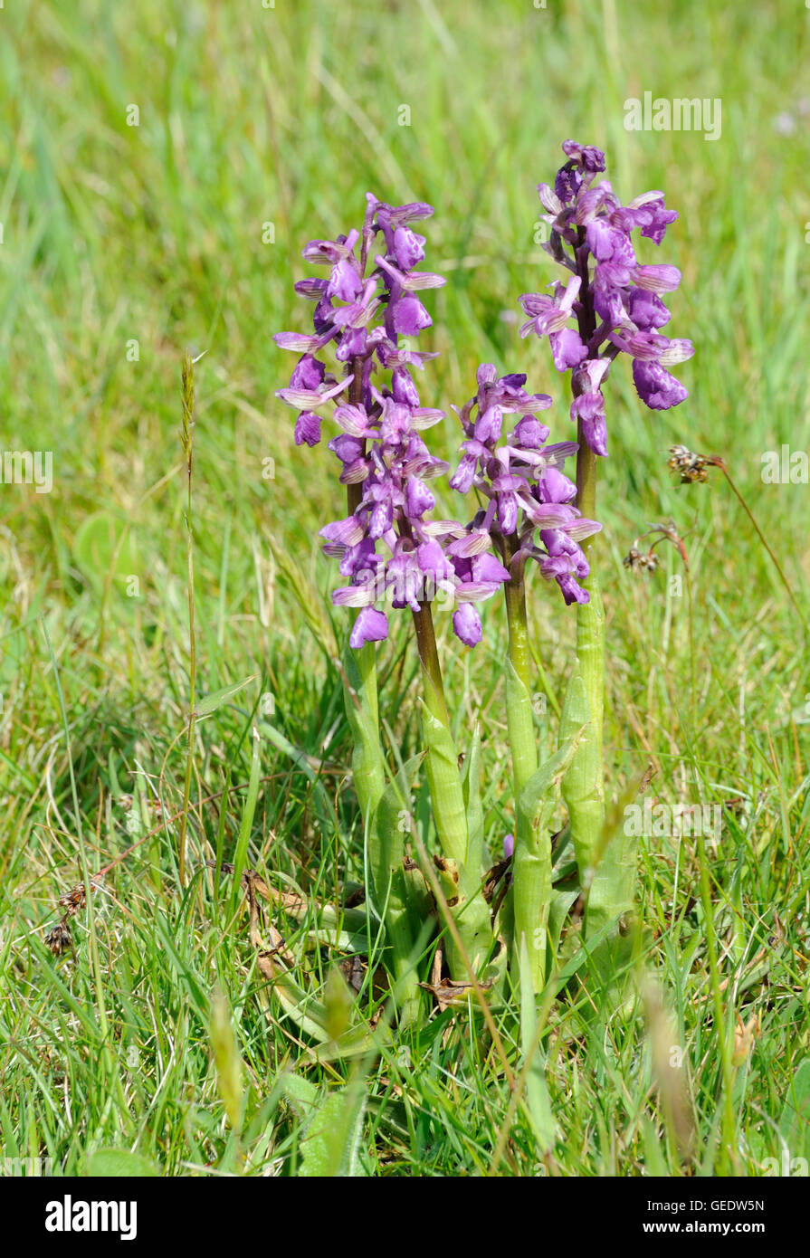 Green-winged or green-veined orchids (Anacamptis morio) Stock Photo
