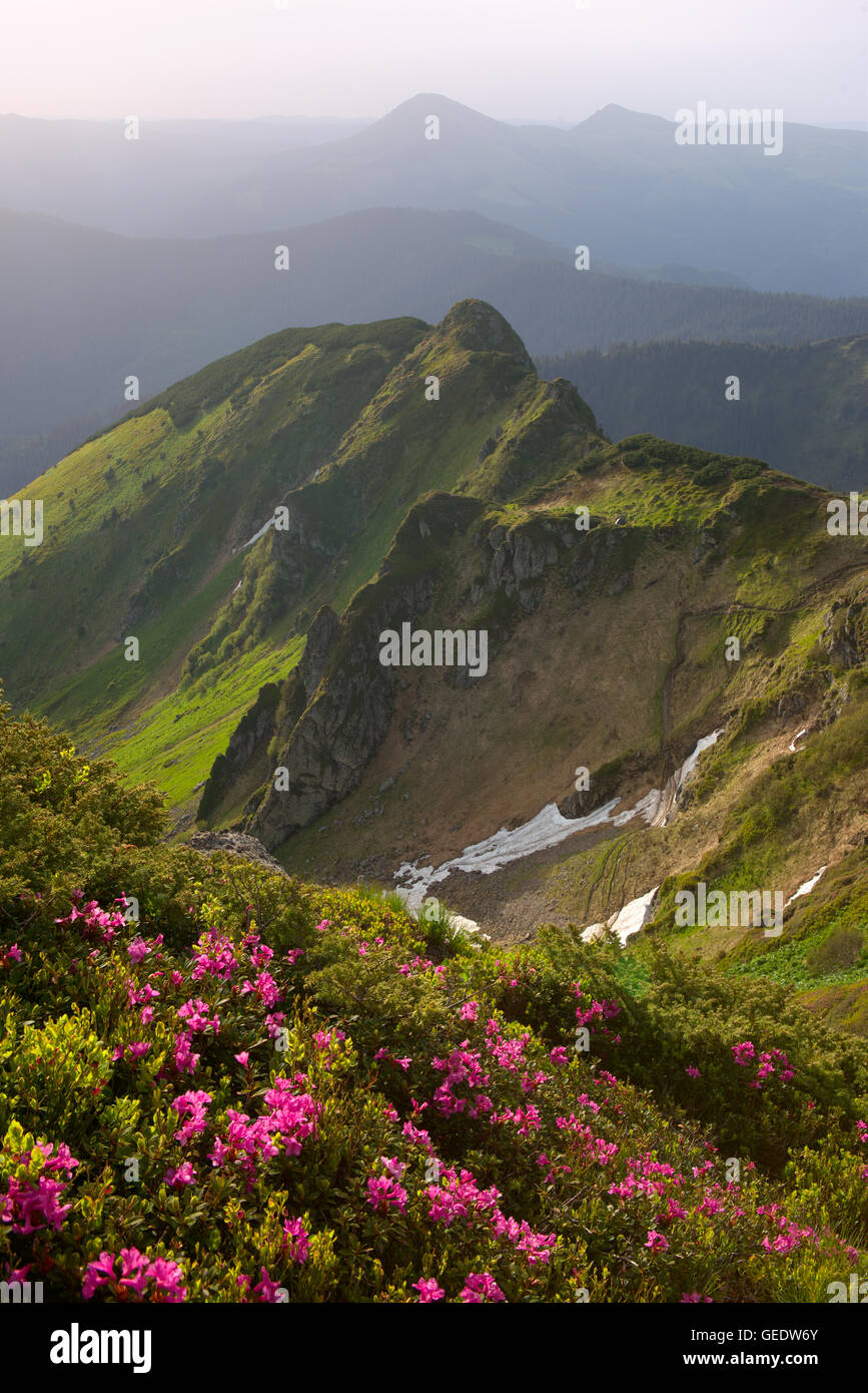 rhododendron flowers in the Carpathian Mountains and a morning light Stock Photo