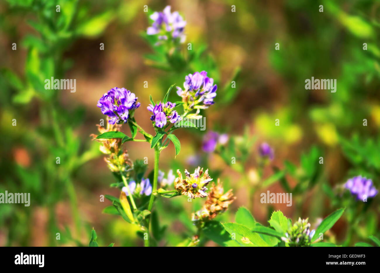 Alfalfa, Medicago sativa, also called lucerne, is a perennial flowering