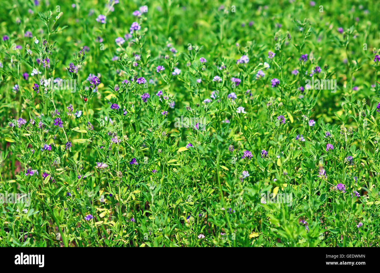Alfalfa, Medicago sativa, also called lucerne, is a perennial flowering