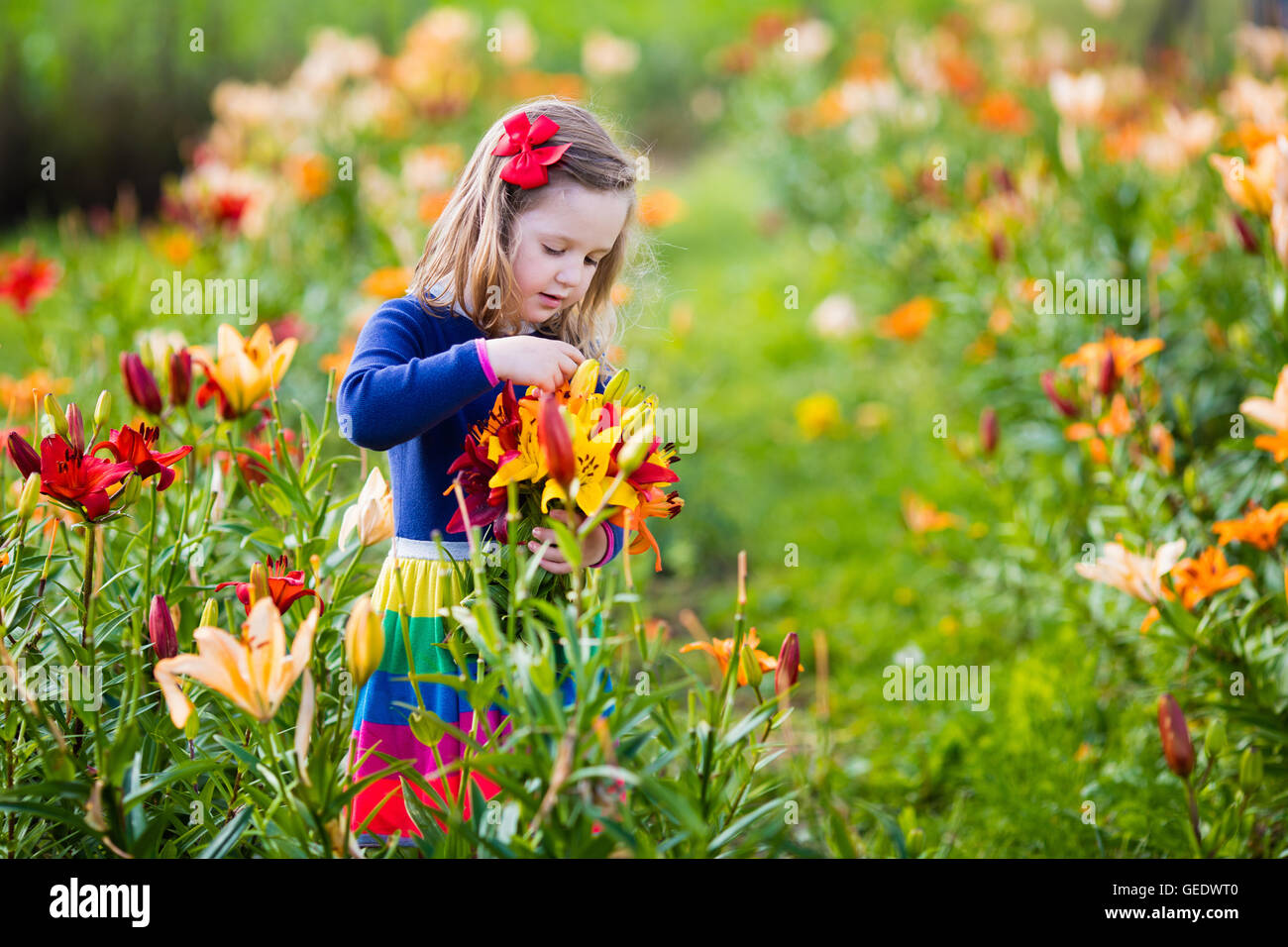 cute-little-girl-picking-lily-flowers-in-blooming-summer-garden-child