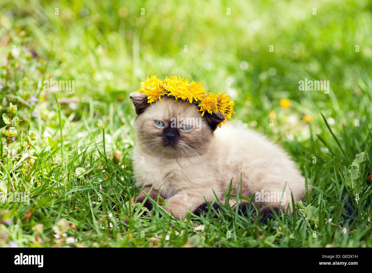 Little kitten crowned dandelion chaplet walking in the grass Stock Photo