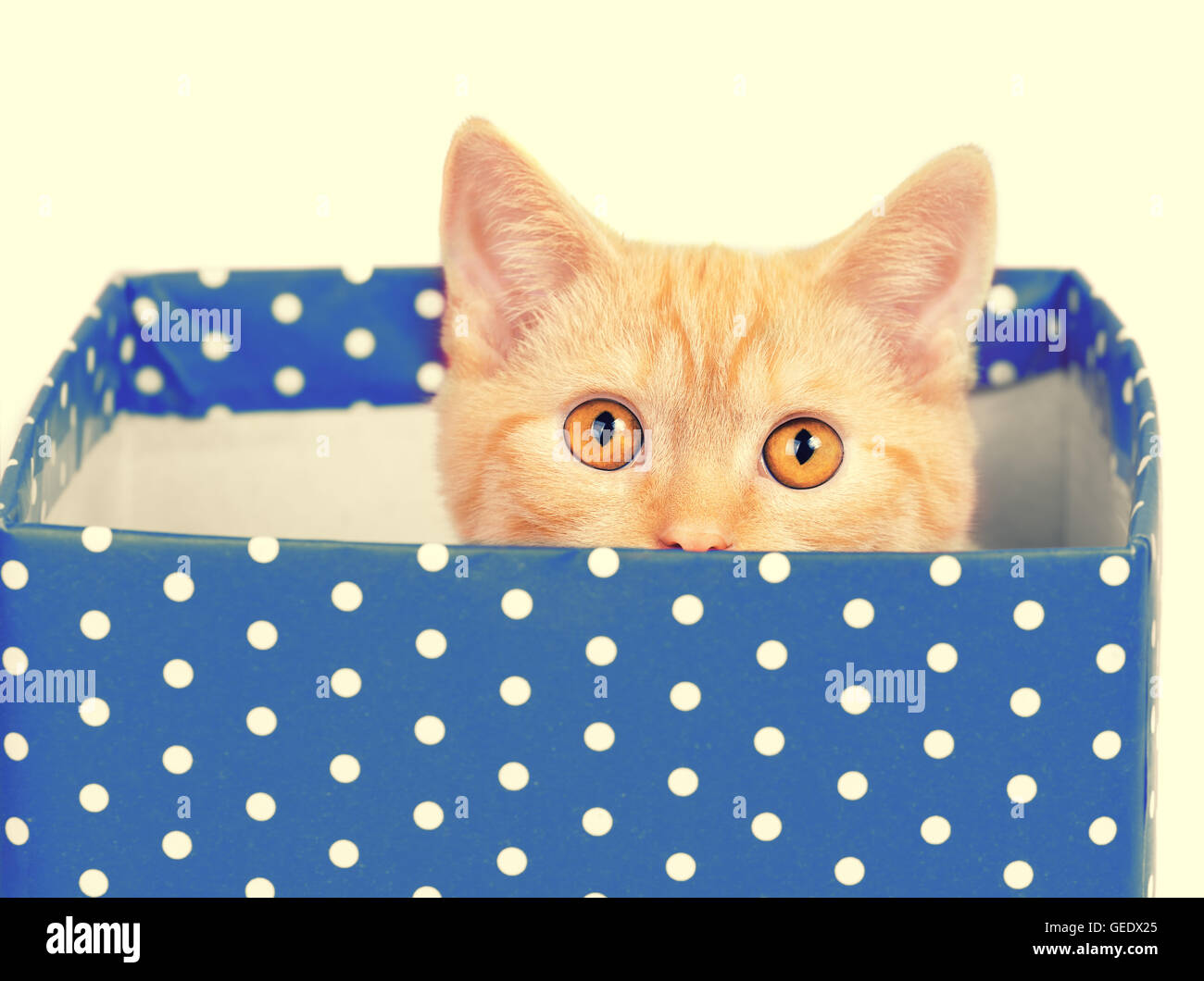 Cute kitten look out of the blue gift box Stock Photo - Alamy