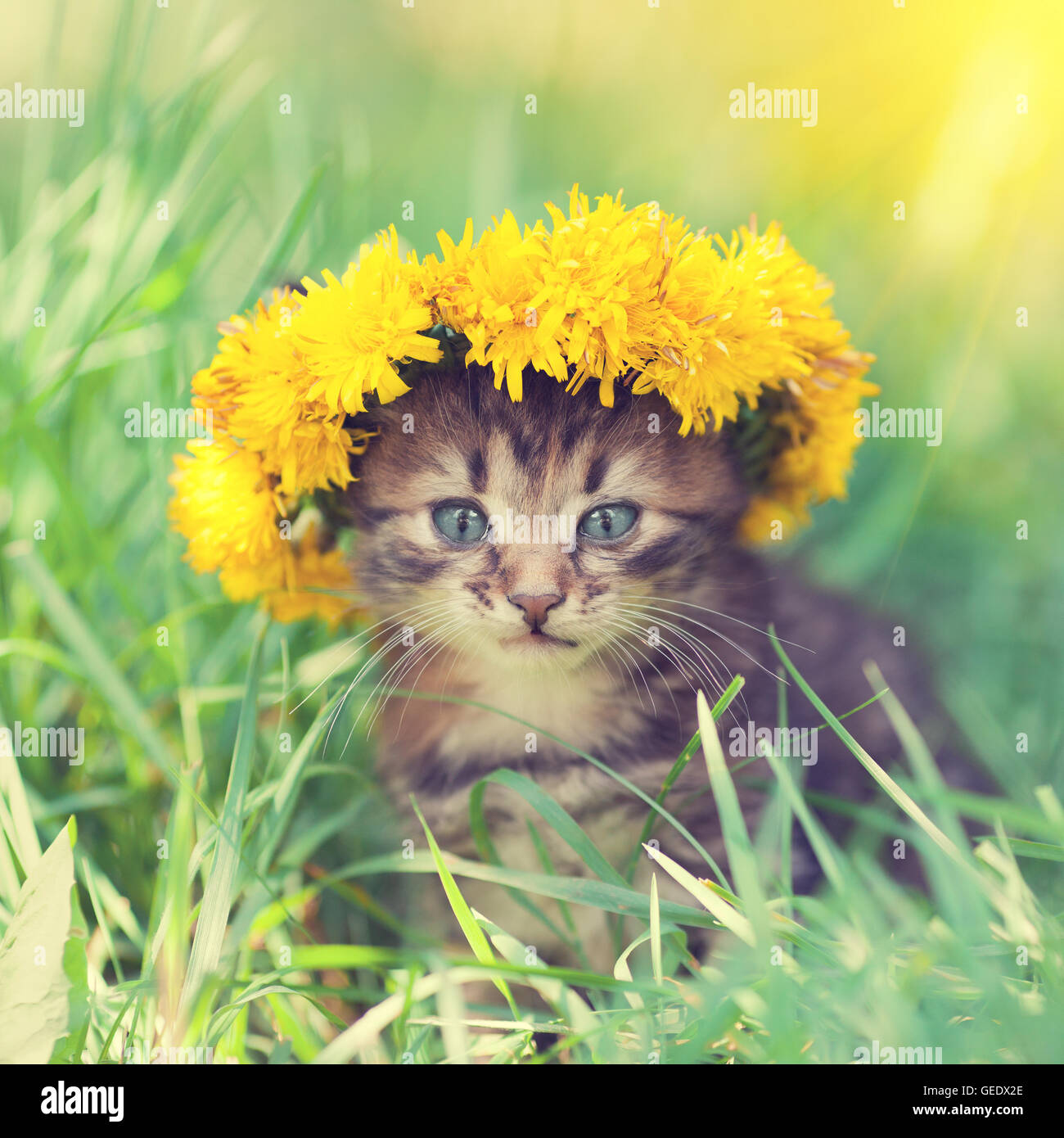 little kitten crowned chaplet from the dandelion flowers sitting on the grass Stock Photo