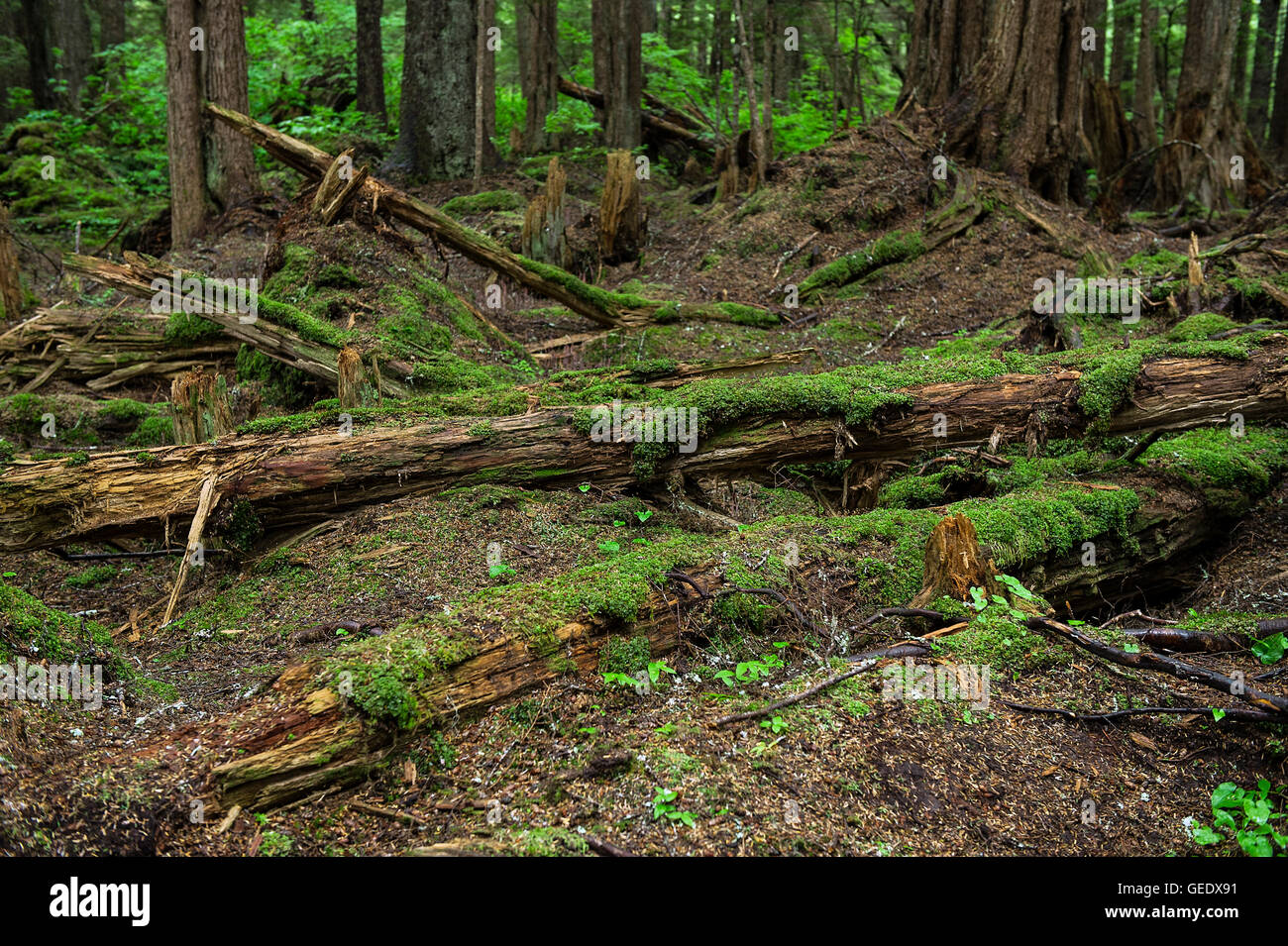 Fallen forest trees and moss, Hoonah, Alaska, USA Stock Photo
