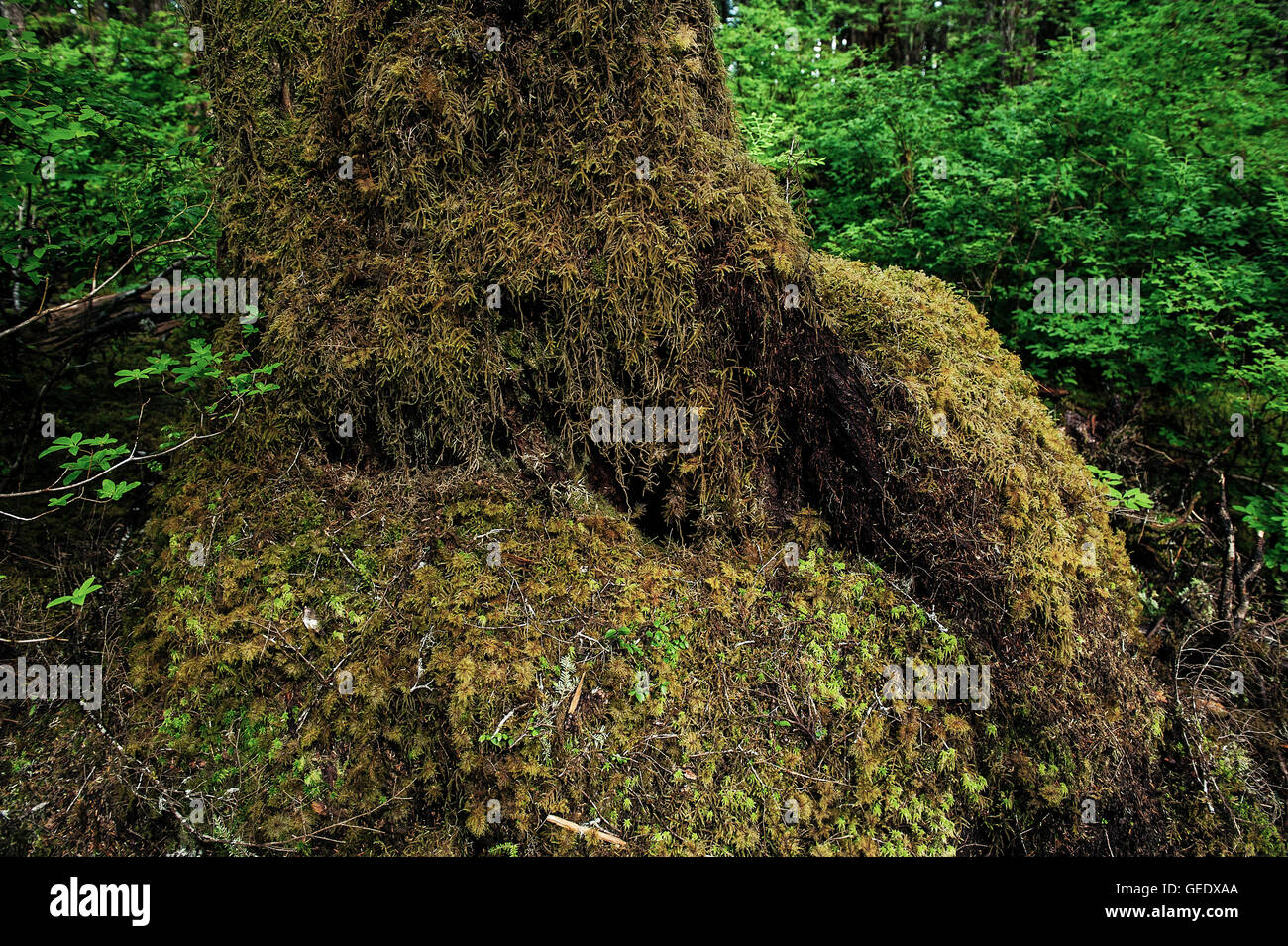 Rainforest tree trunk covered with moss, Alaska, USA Stock Photo