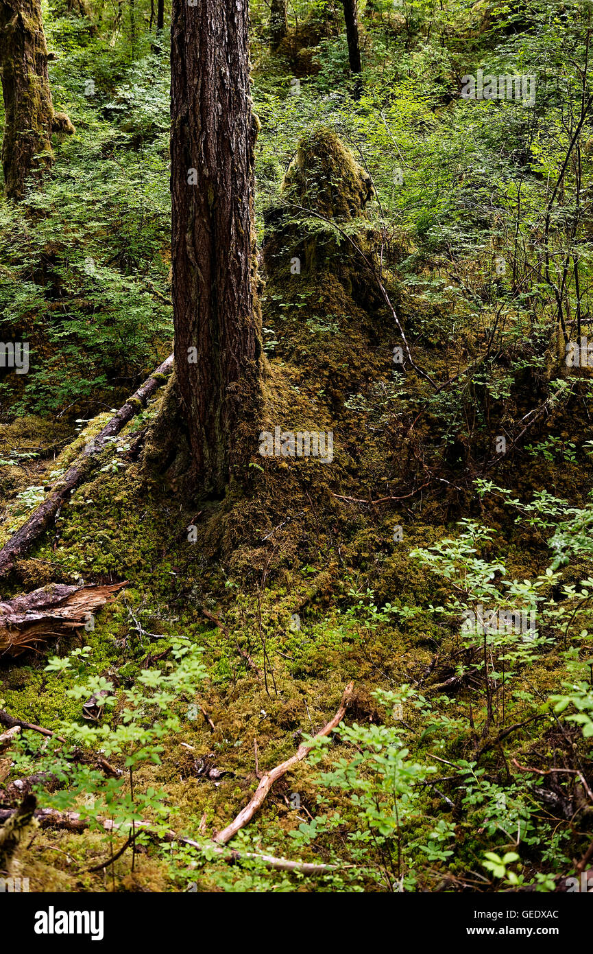 Moss and groundcover on the forest floor, Alaska, USA Stock Photo