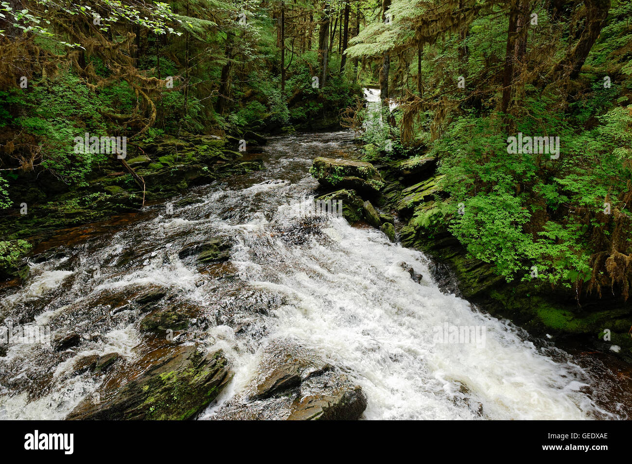 Mountain stream, Revillagigedo Island, Ketchikan, Alaska, USA Stock Photo