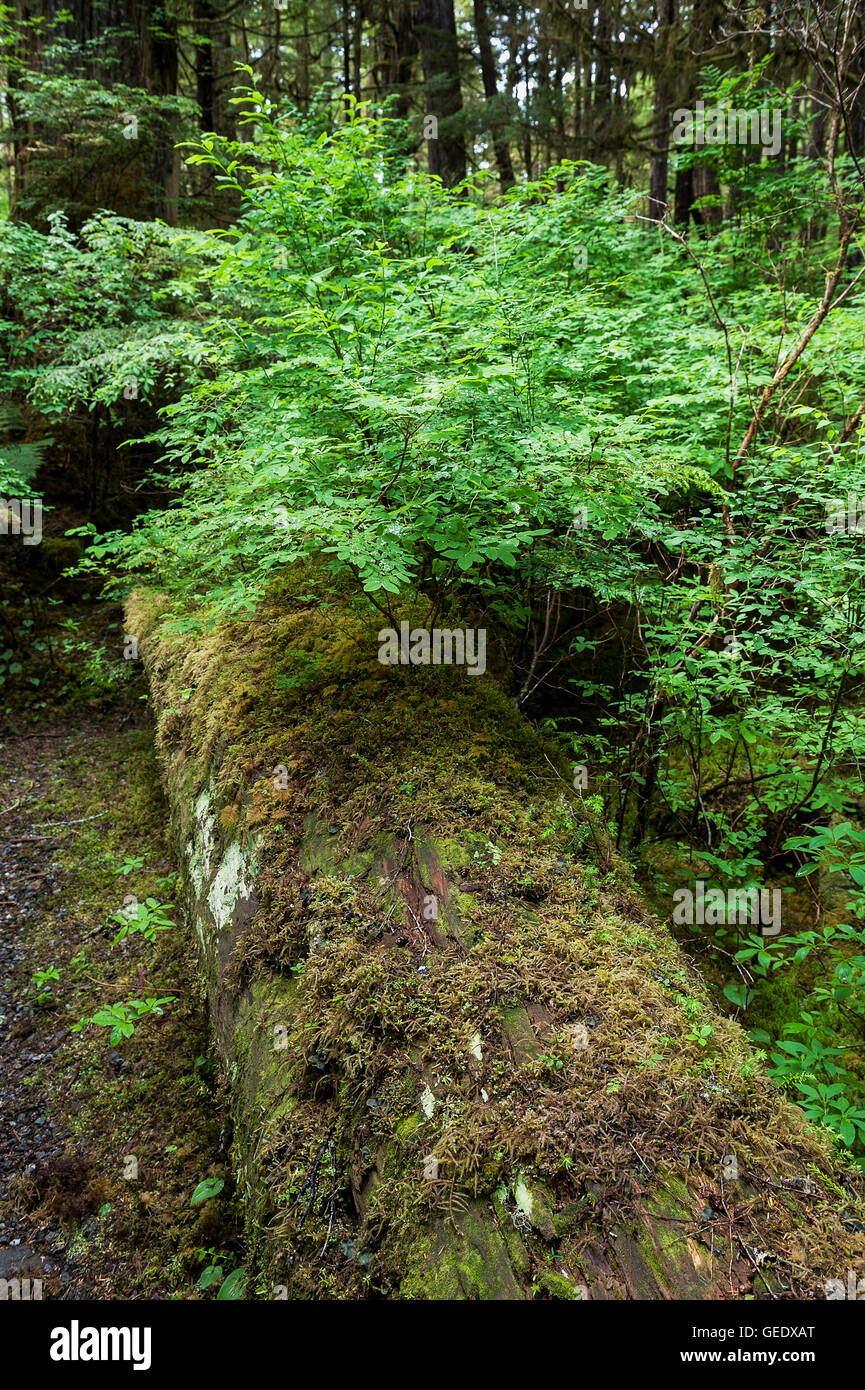 Moss and groundcover on the forest floor, Alaska, USA Stock Photo