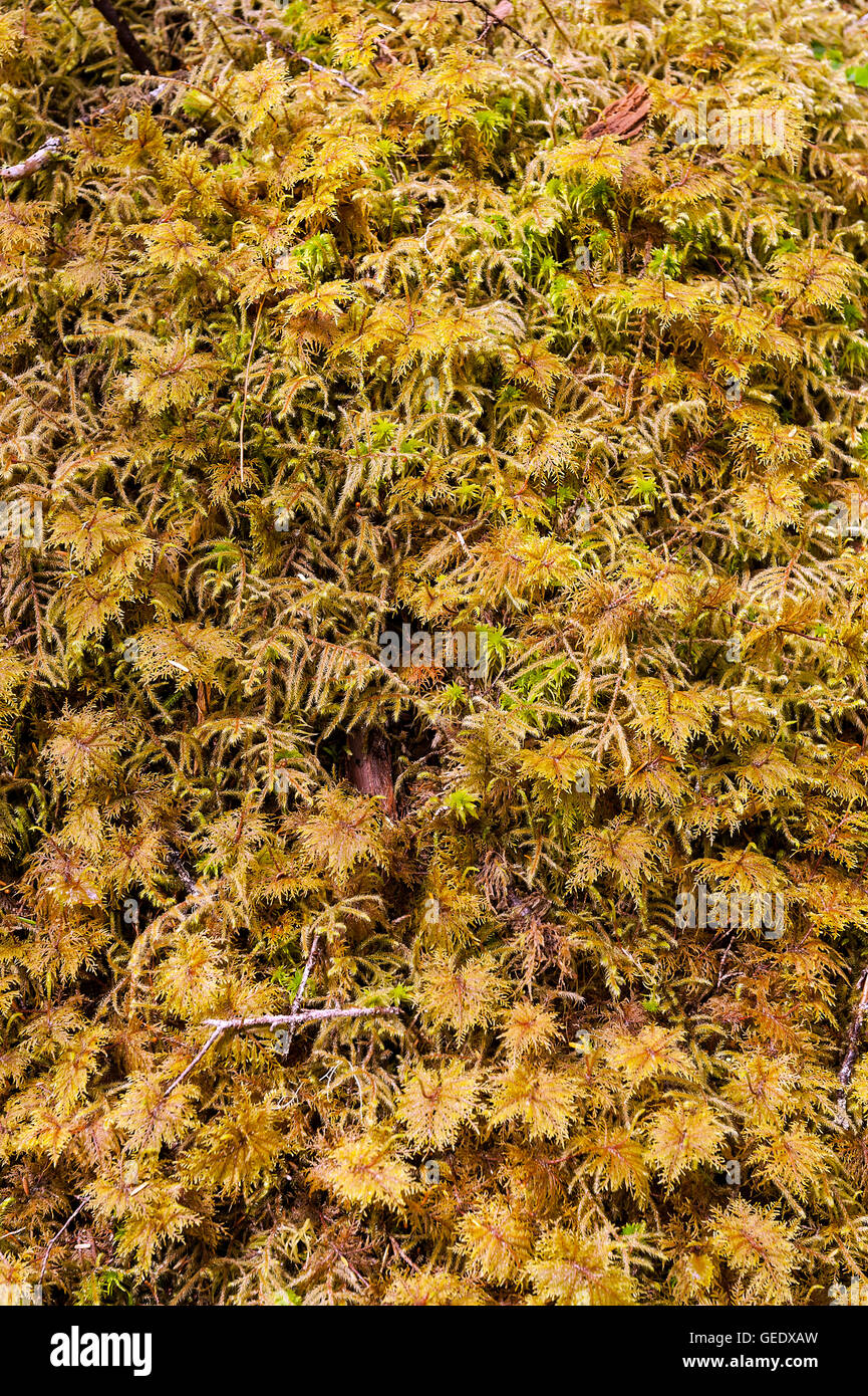 Moss detail, Alaska, USA Stock Photo