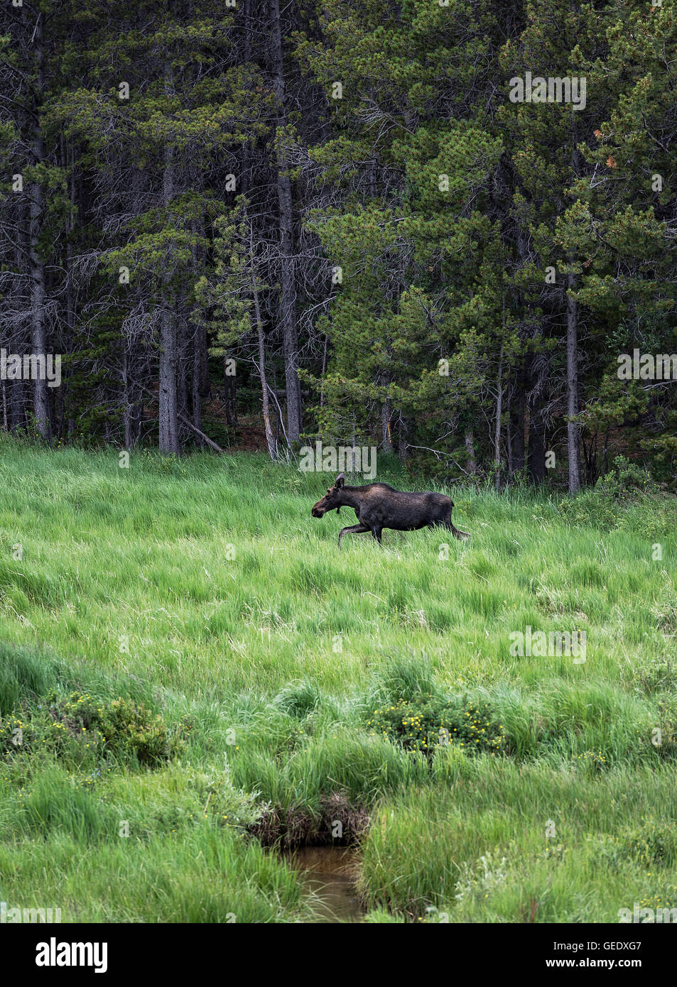 Moose in Rocky Mountain National Park, Colorado, USA Stock Photo