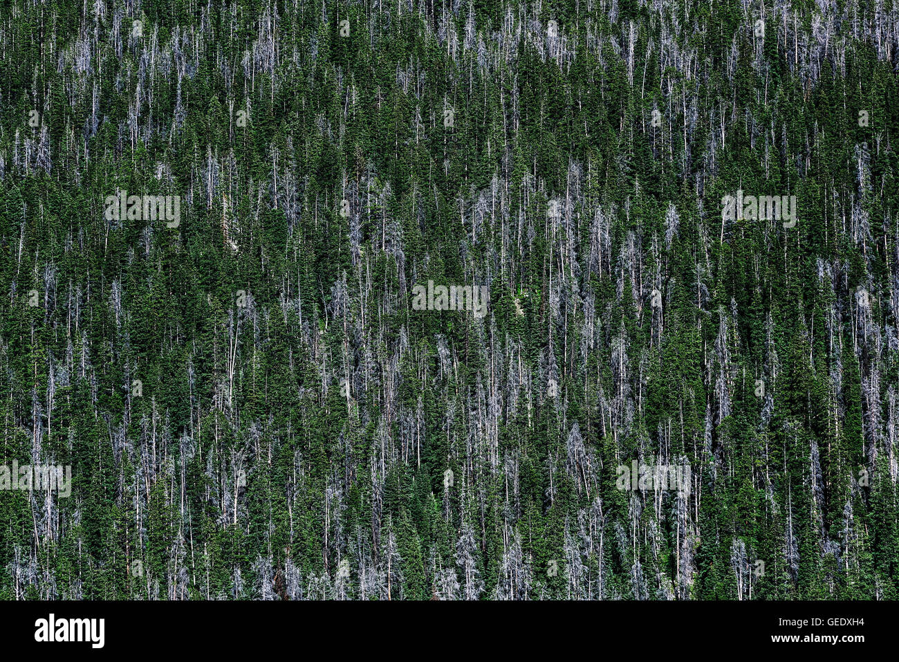 Spruce forest abstract, Colorado, USA Stock Photo