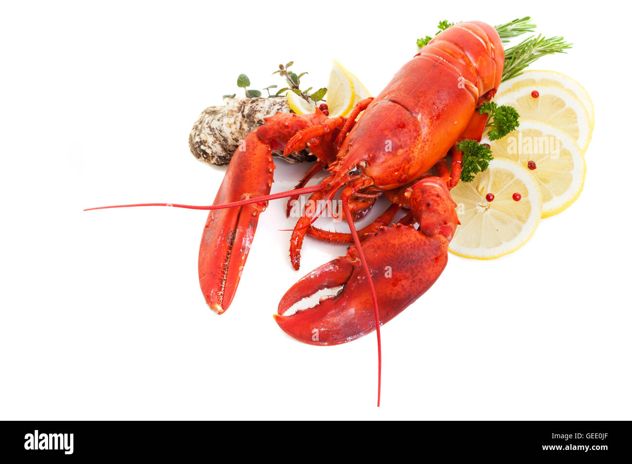 Lobster and oysters studio shot with shadows on white background Stock Photo
