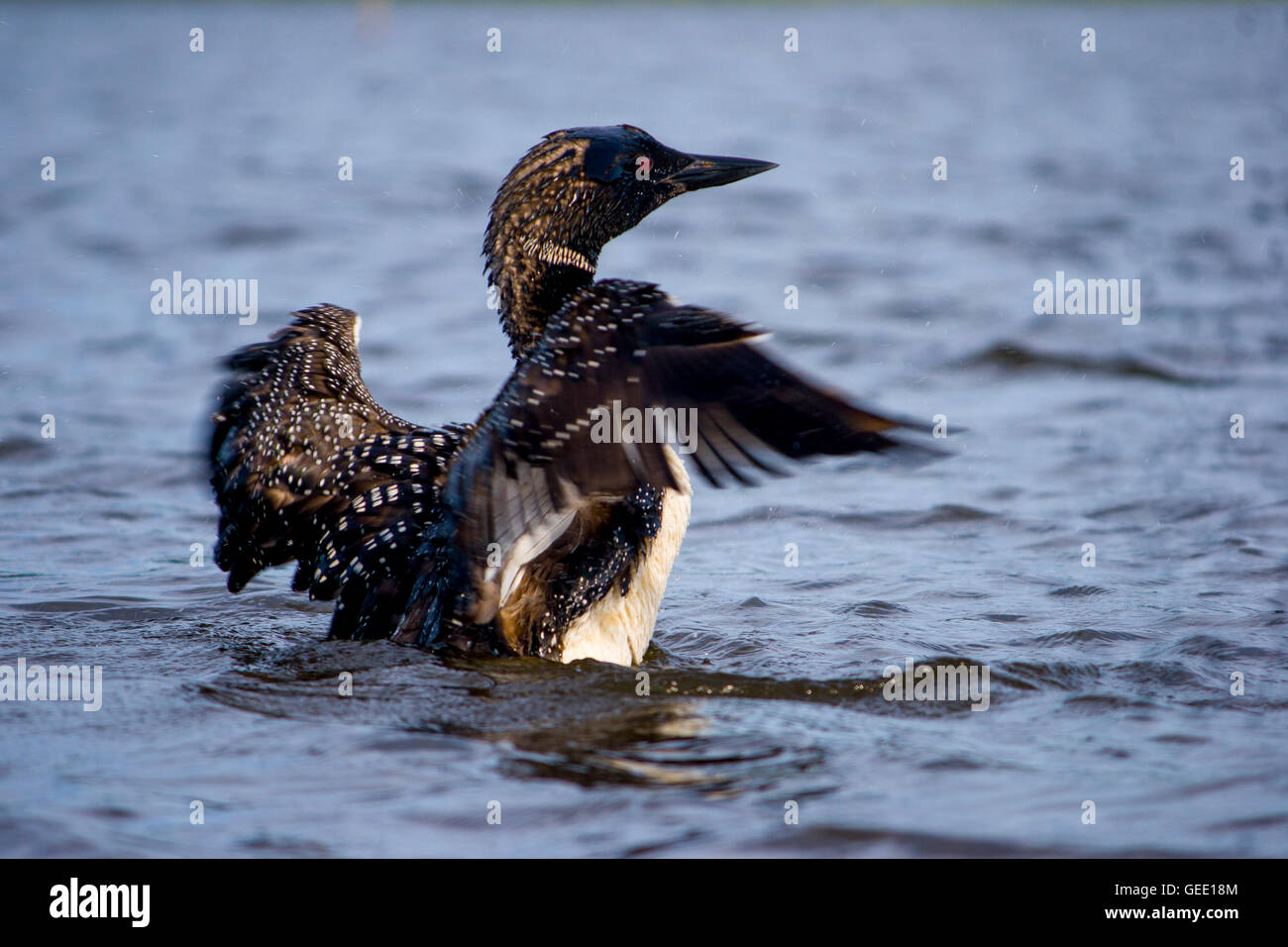 Common Loon drying off in the water Stock Photo