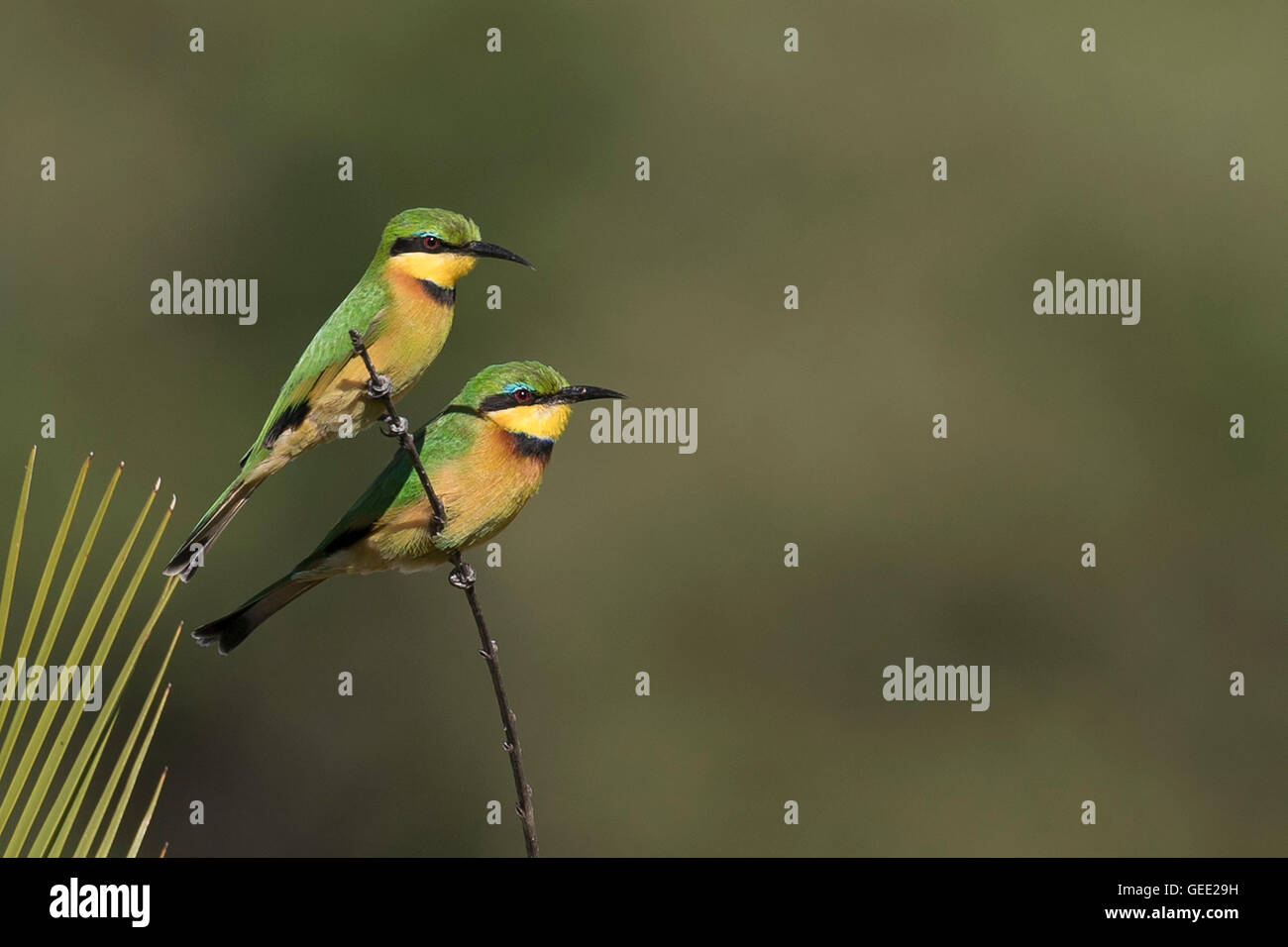 Types of bee eater hi-res stock photography and images - Alamy