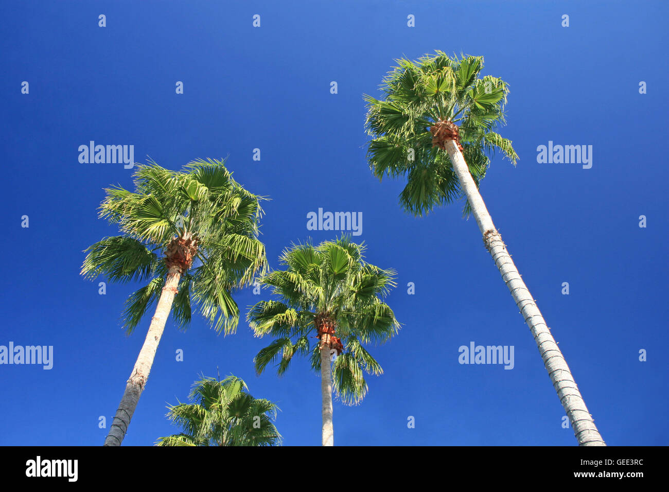 Palm Trees in Florida with Bright Blue Sky Stock Photo Alamy