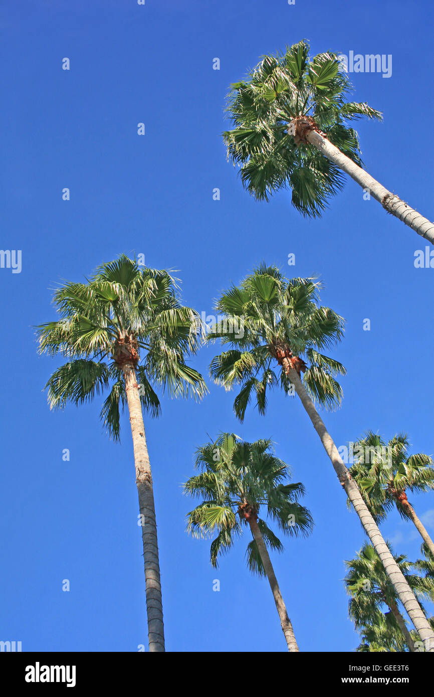 Palm Trees in Florida with Bright Blue Sky Stock Photo Alamy