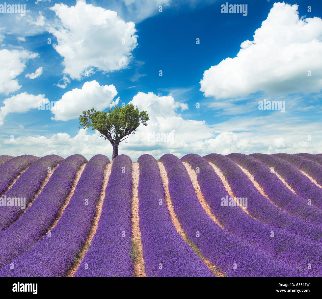 Beautiful landscape of blooming lavender field with sunny sky, lonely tree uphill on horizon. Provence, France, Europe. Stock Photo
