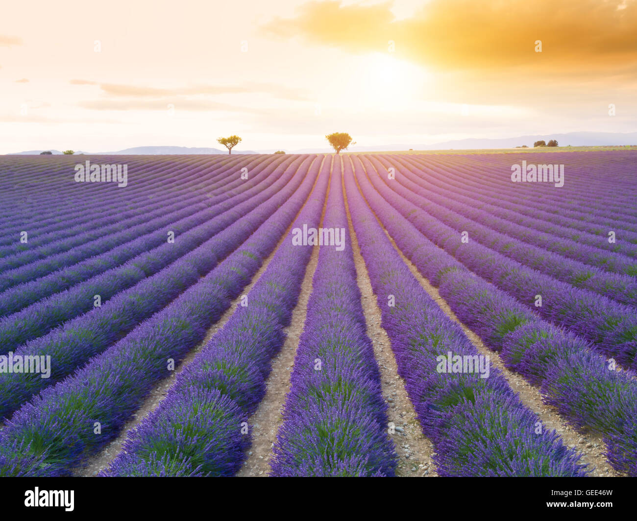 Beautiful landscape of blooming lavender field in sunset, lonely tree uphill on horizon. Provence, France, Europe. Stock Photo