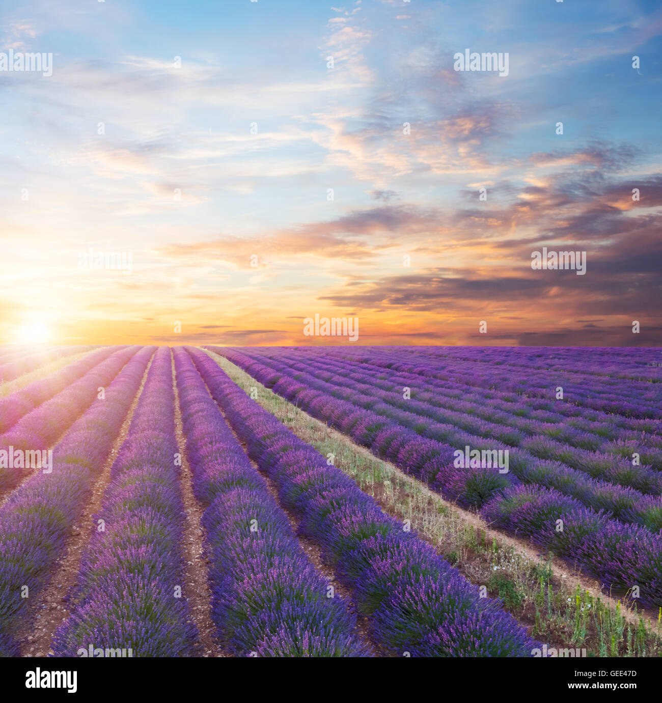 Beautiful landscape of blooming lavender field in sunset, lonely tree uphill on horizon. Provence, France, Europe. Stock Photo