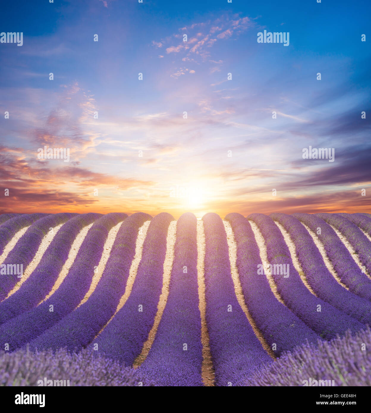 Beautiful landscape of blooming lavender field in sunset. Provence, France, Europe. Stock Photo