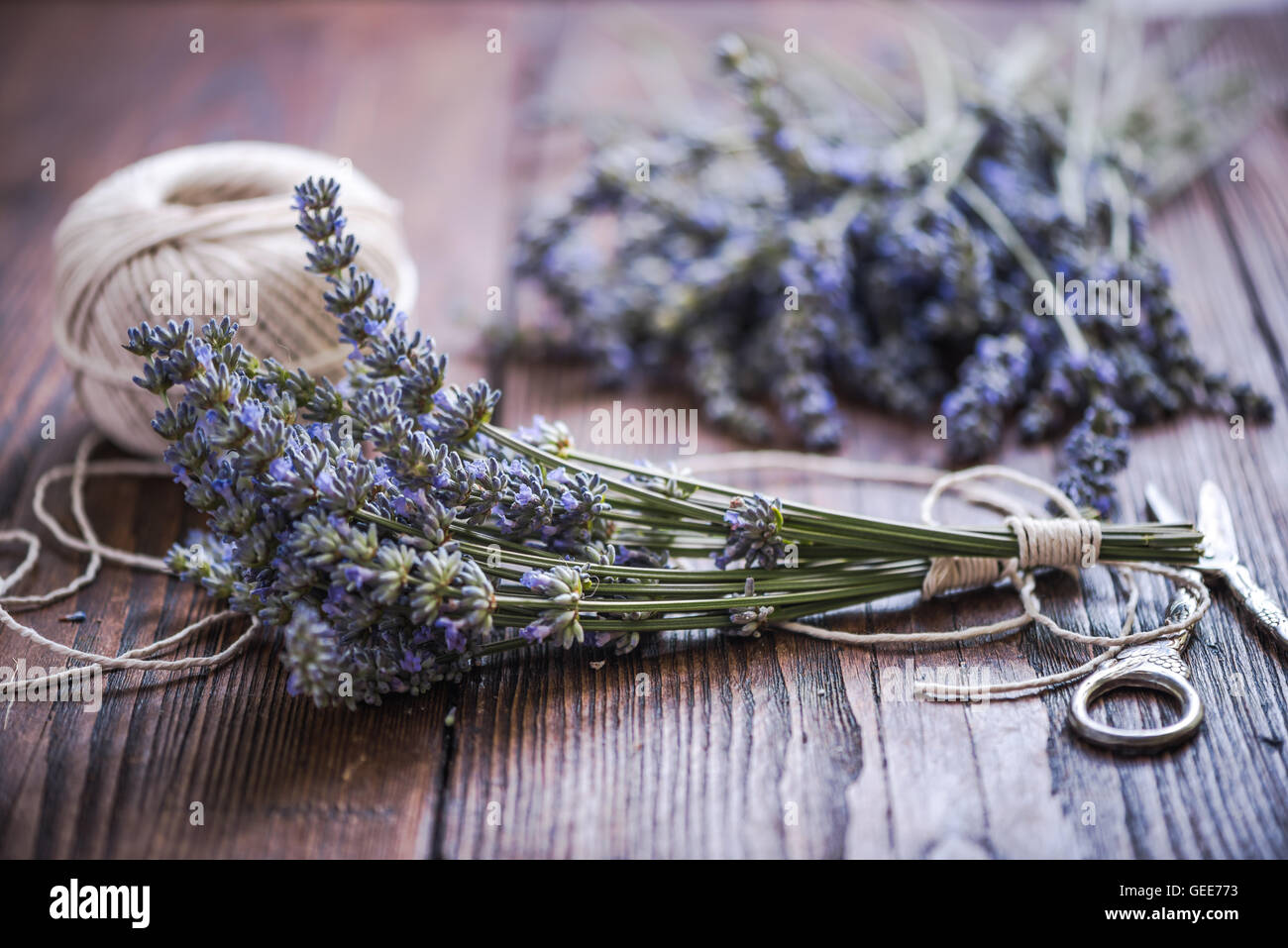 cutting fresh lavender for drying Stock Photo Alamy