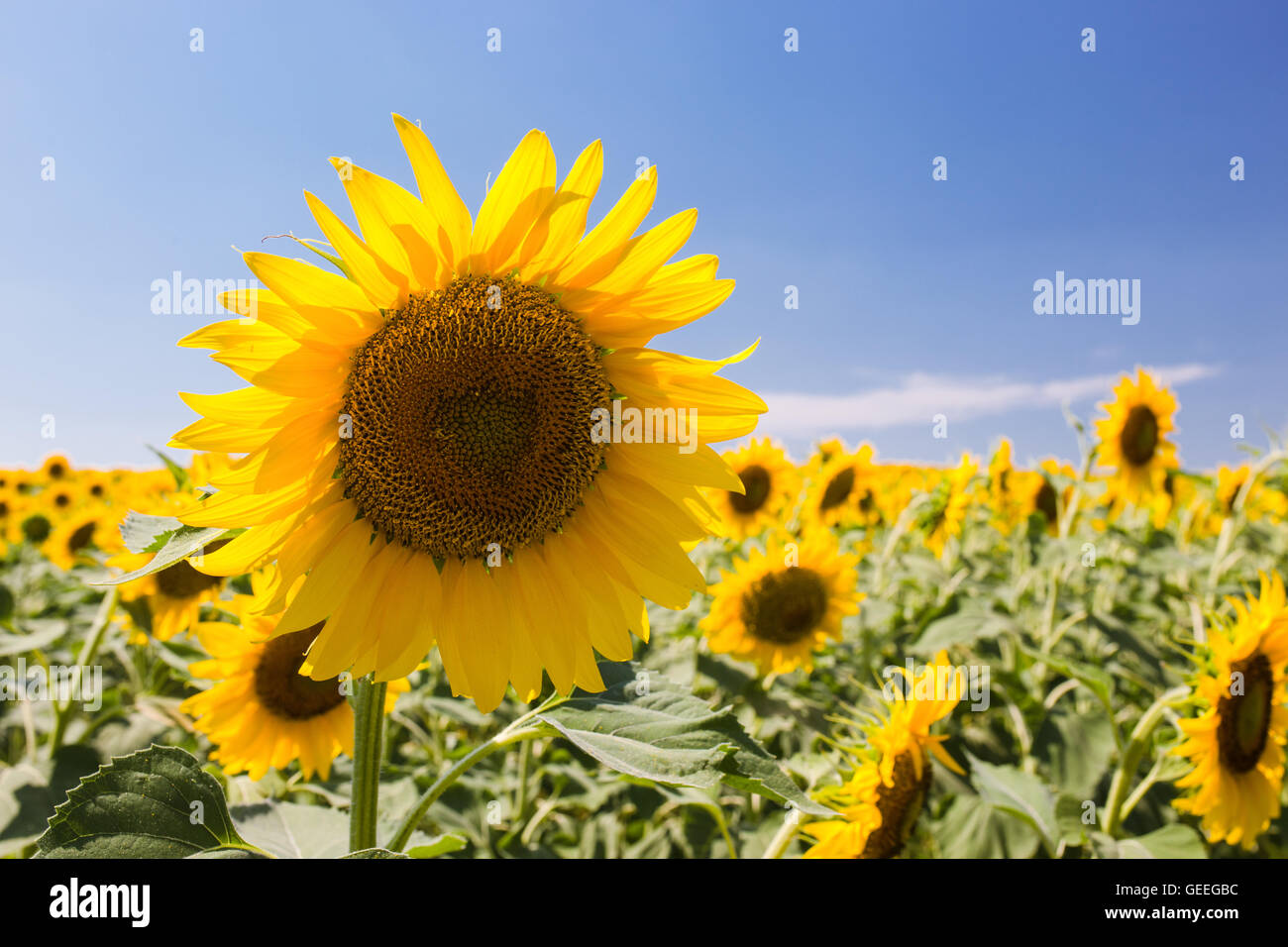 Close up photo of sunflower against blue sky Stock Photo - Alamy