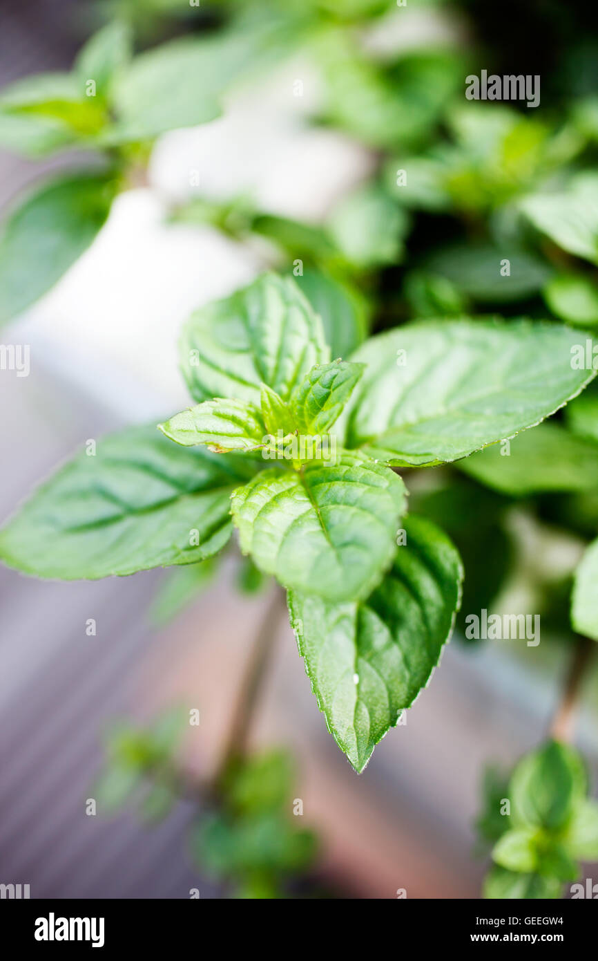 Growing mint in home garden Stock Photo