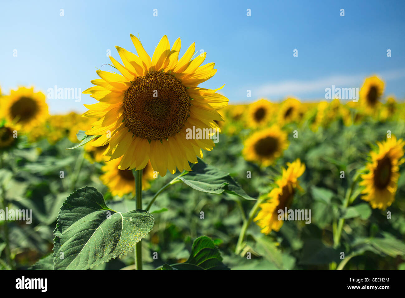 Blooming sunflowers field on a background of blue sky Stock Photo - Alamy