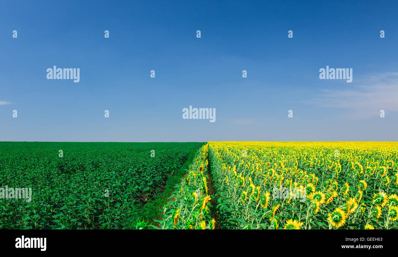 Blooming sunflowers field on a background of blue sky Stock Photo - Alamy