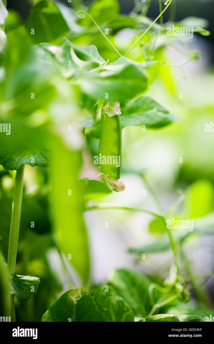 Growing green peas in home garden Stock Photo