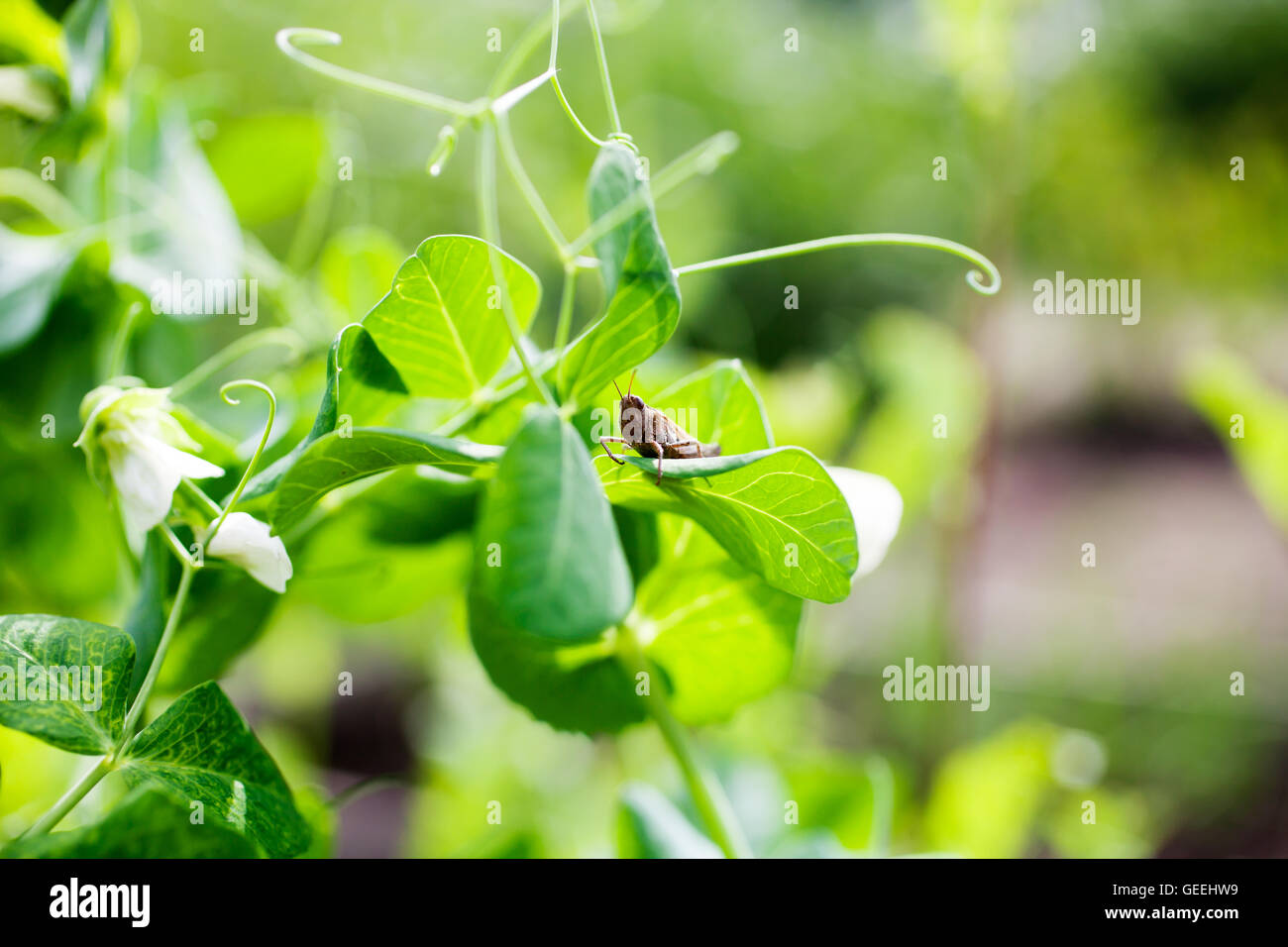 Growing green peas in home garden Stock Photo
