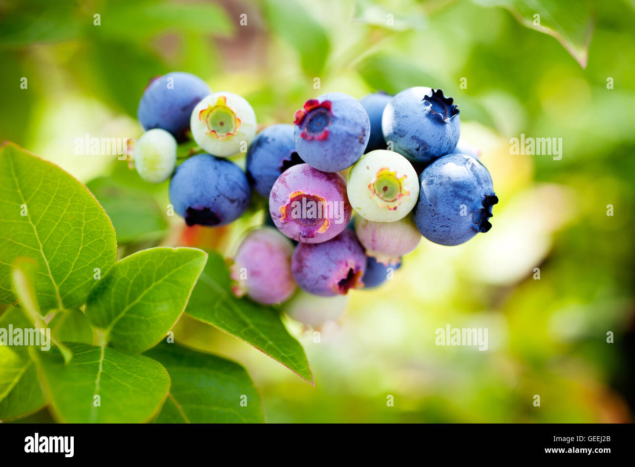 Growing blueberries hires stock photography and images Alamy