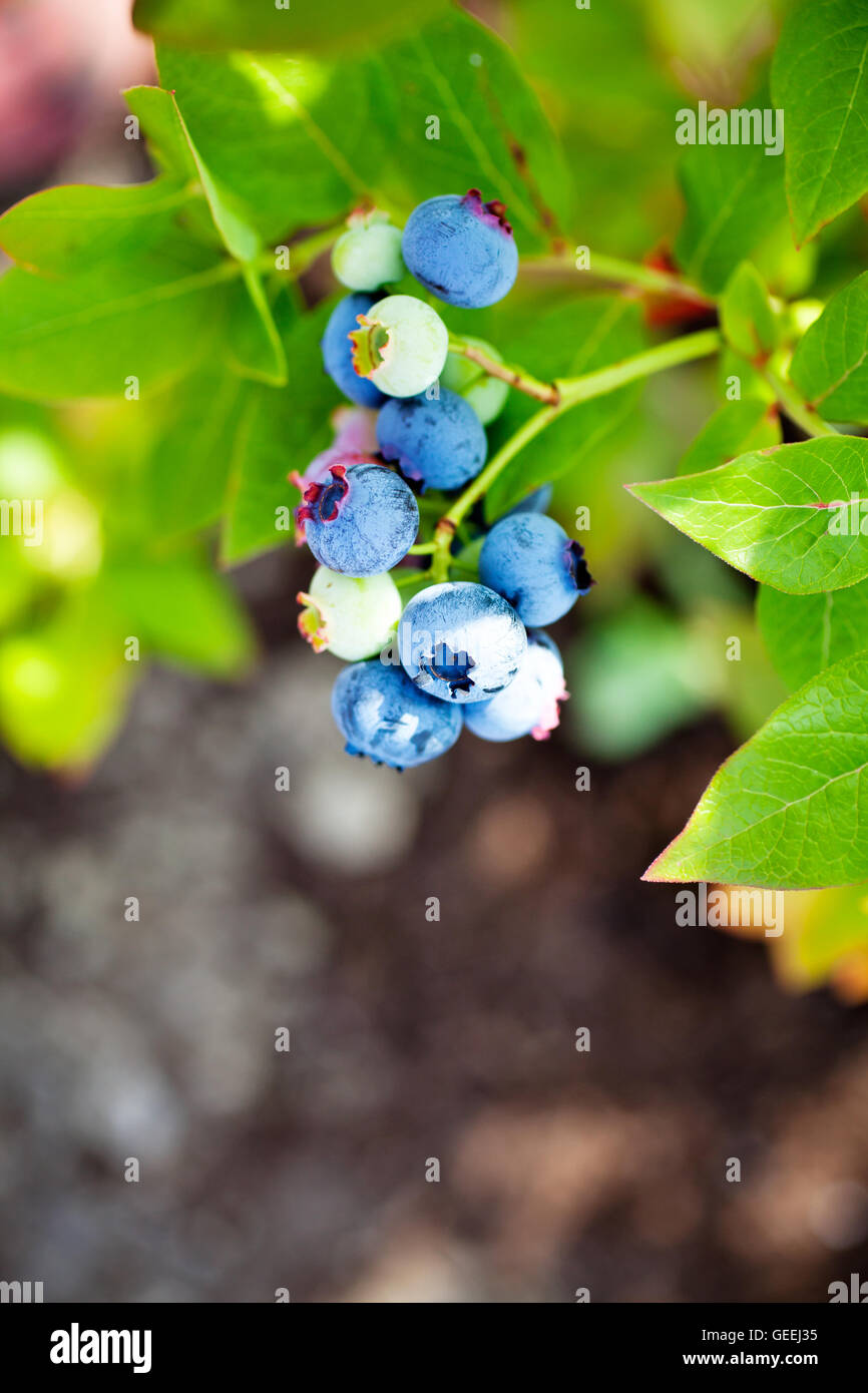 Growing blueberries in home garden Stock Photo Alamy