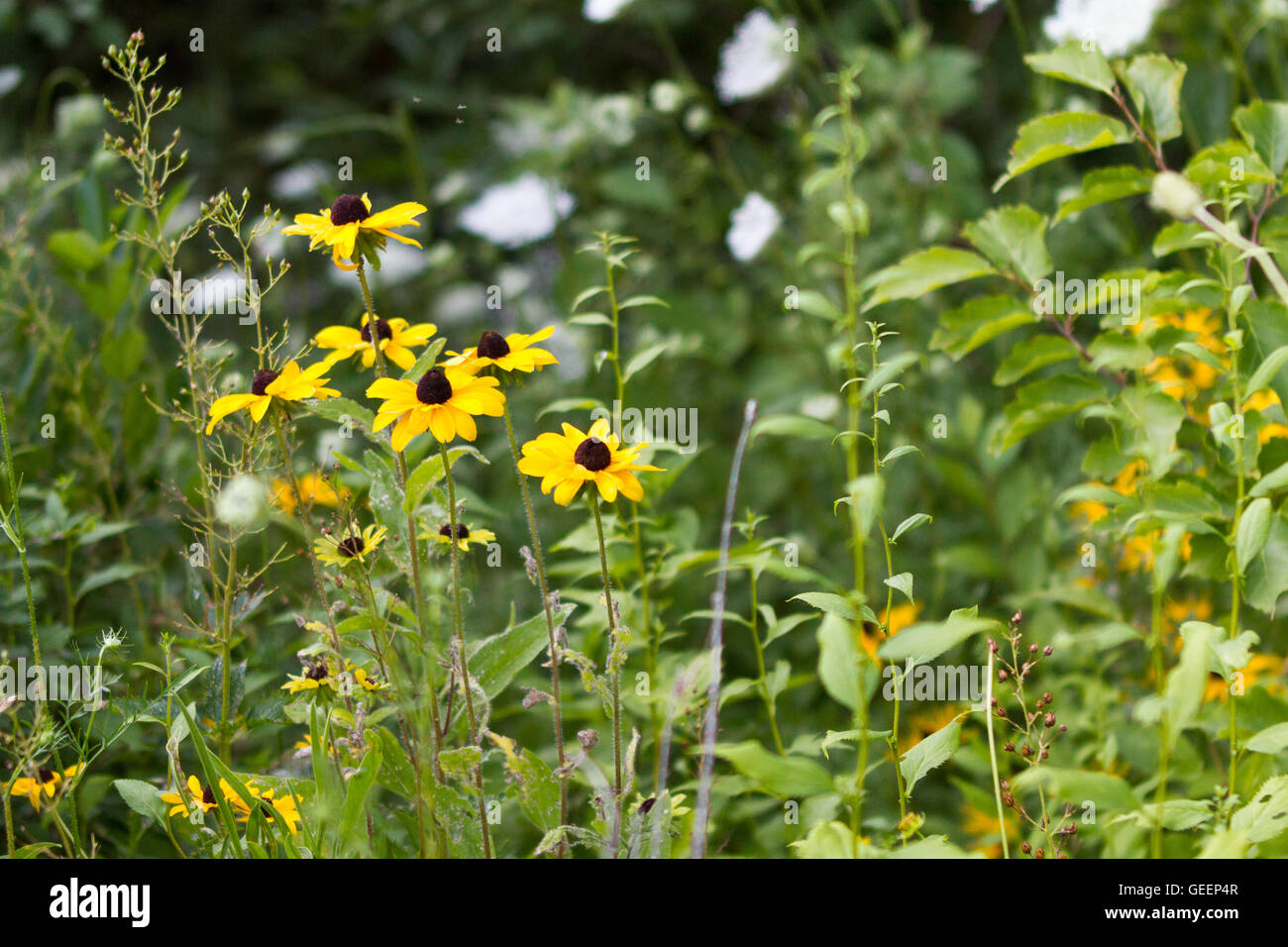 Black-eyed Susans among native wildflowers and prairie grass Stock Photo
