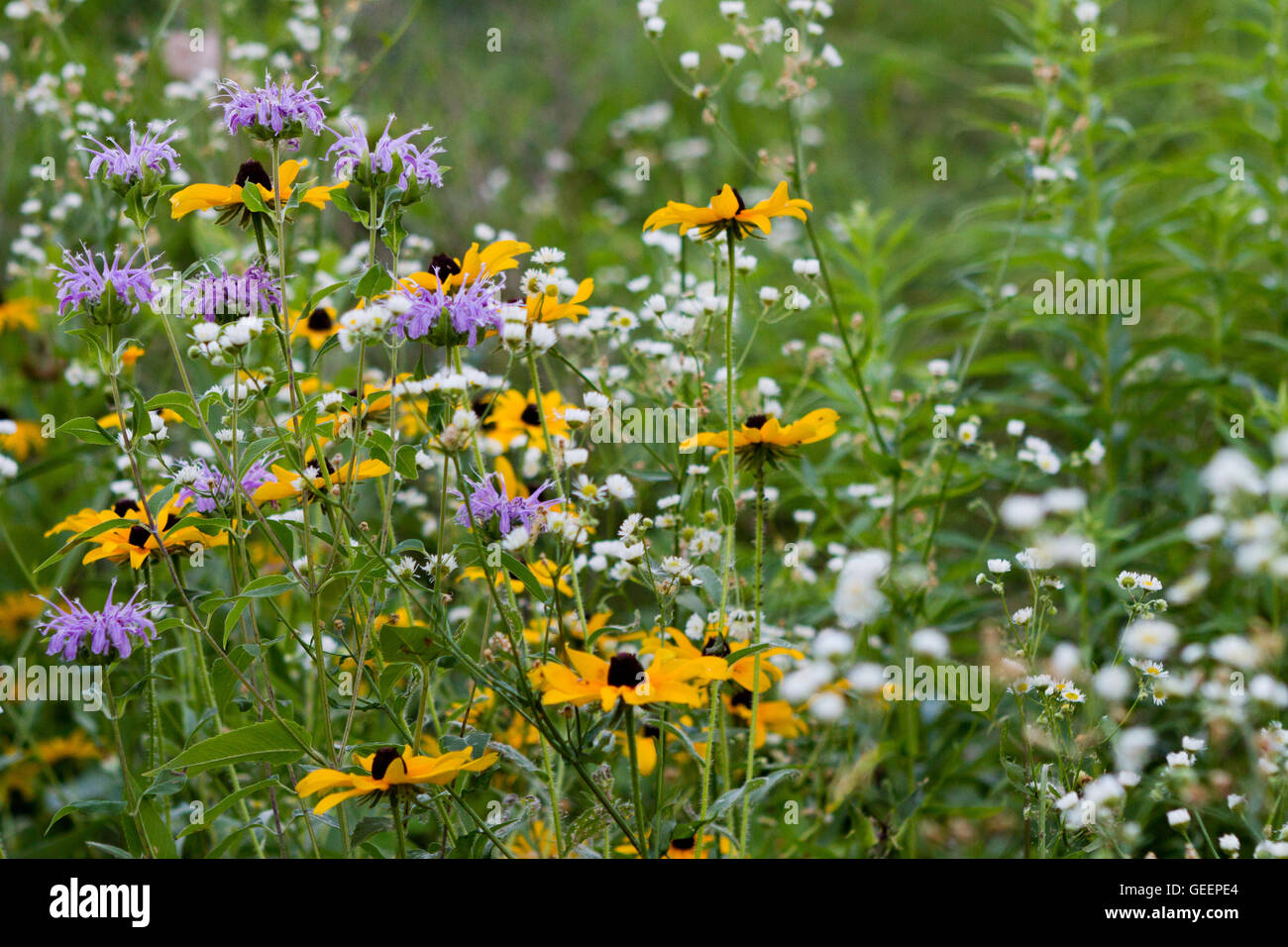 Native wildflowers in the prairie Stock Photo