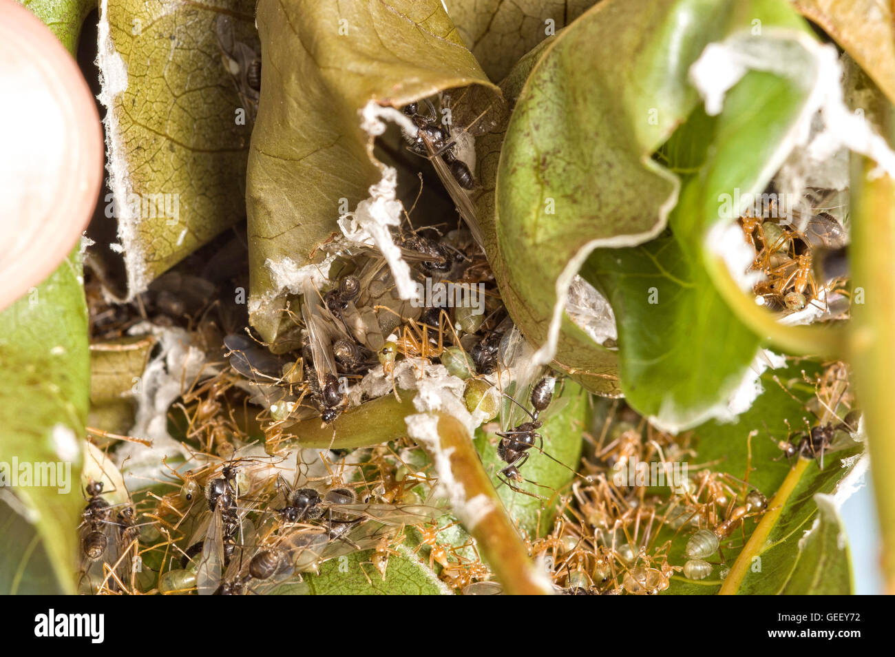 Inside a green tree ant nest Stock Photo Alamy