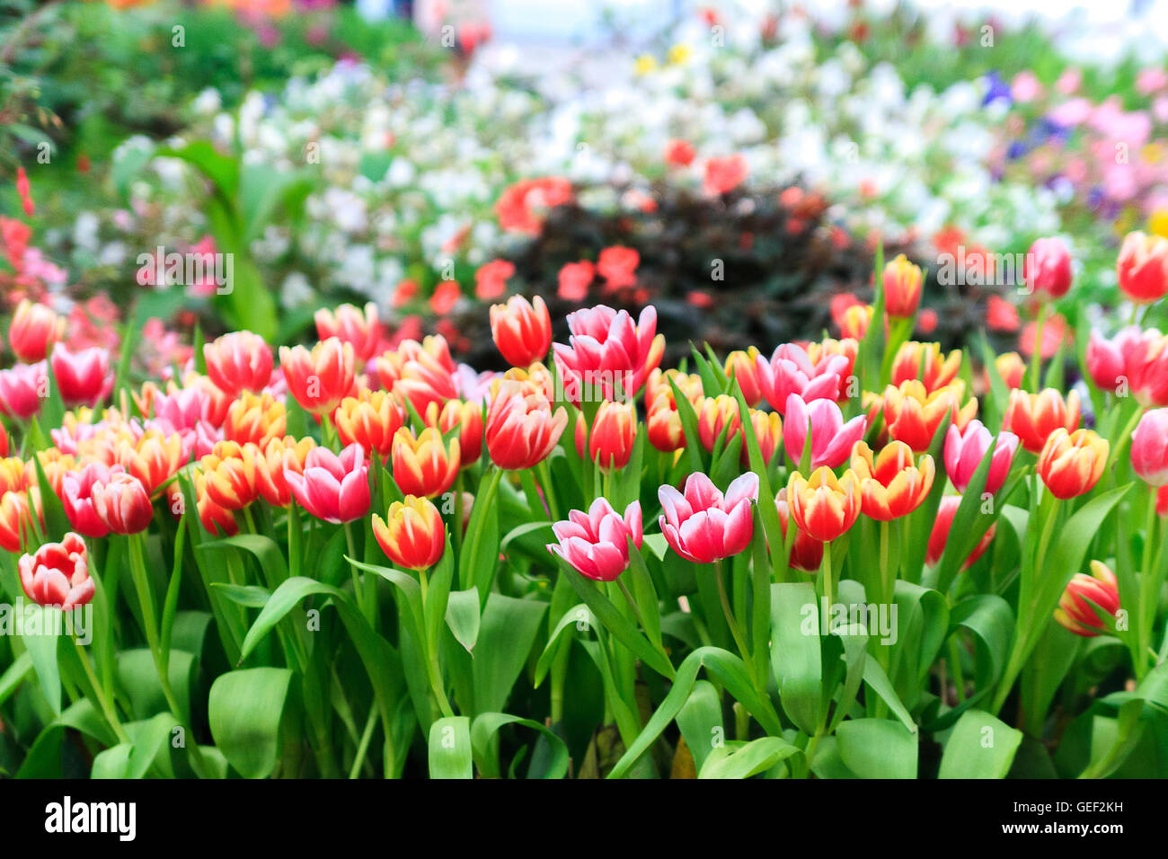 Colorful tulips in a field Stock Photo - Alamy