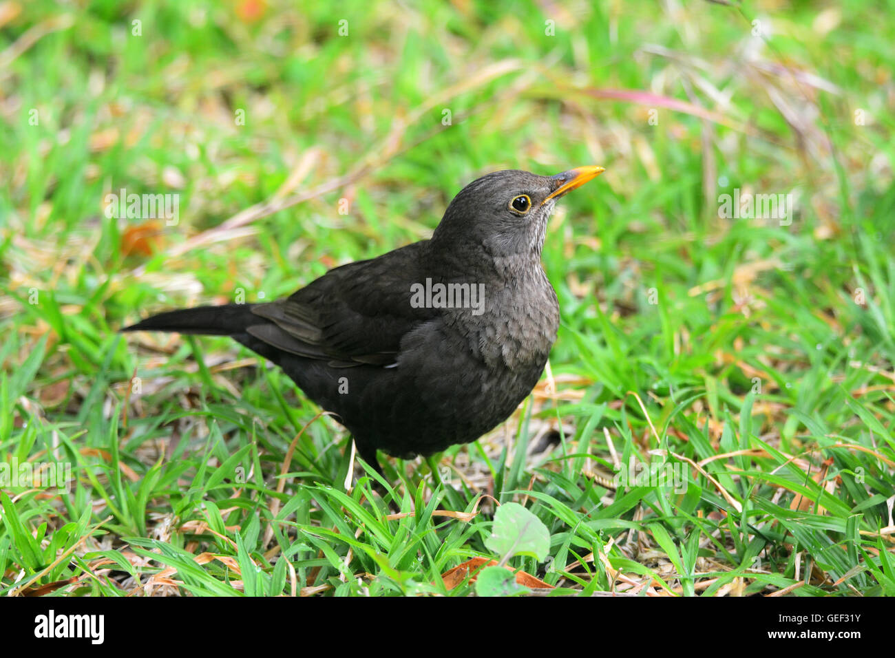 Blackbird female on the backyard grass Stock Photo