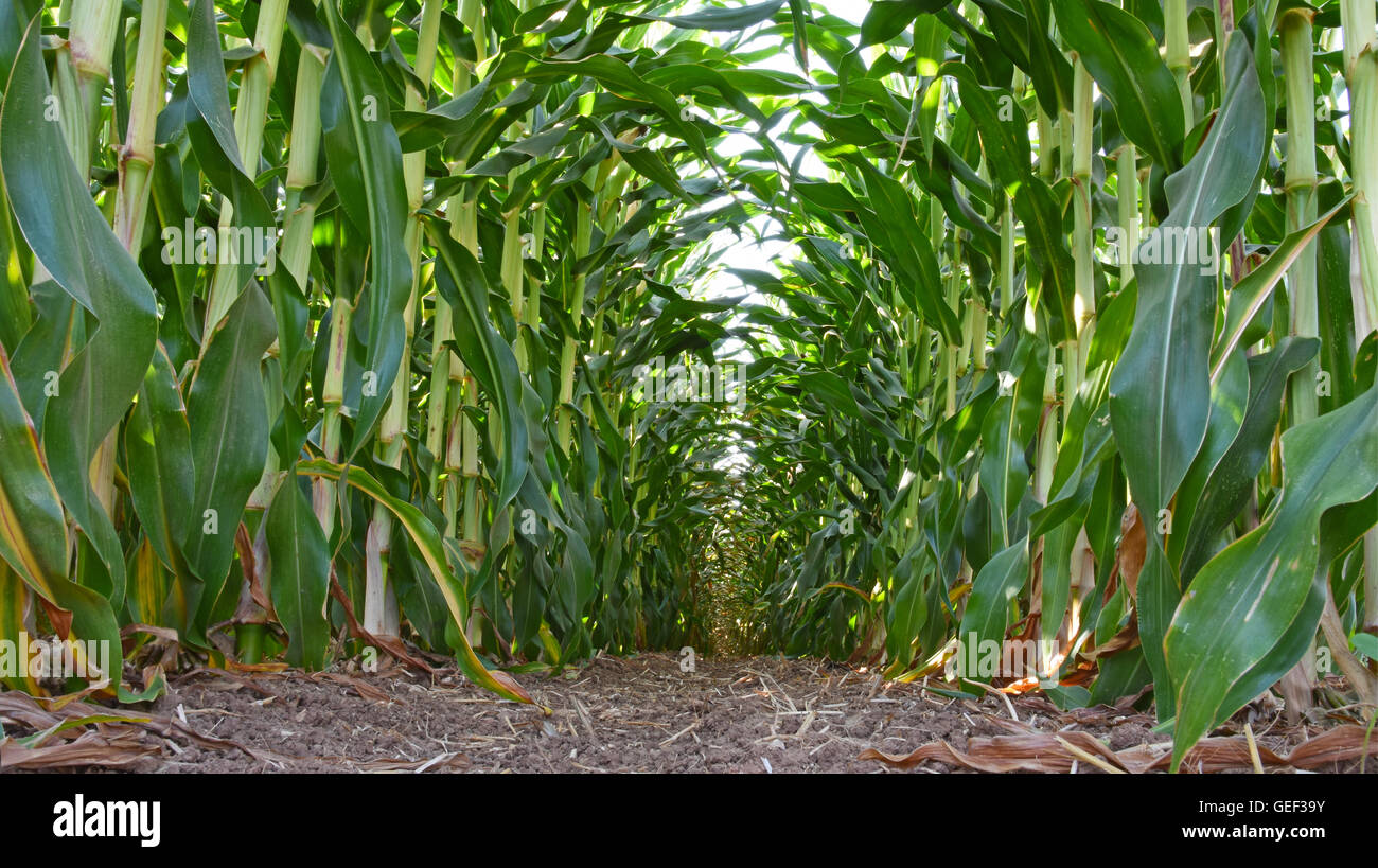 Corn field, view from ground level Stock Photo Alamy