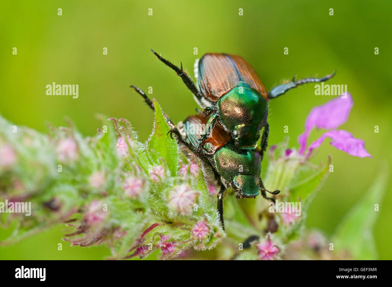 Japanese Beetles Mating Stock Photo - Alamy