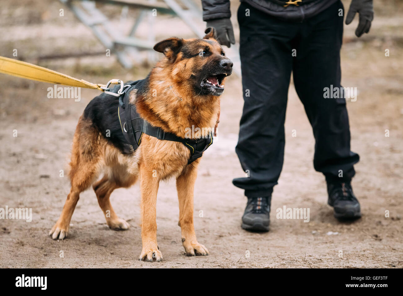 Barking Angry German Shepherd Dog On Training. Alsatian Wolf Dog Stock Photo
