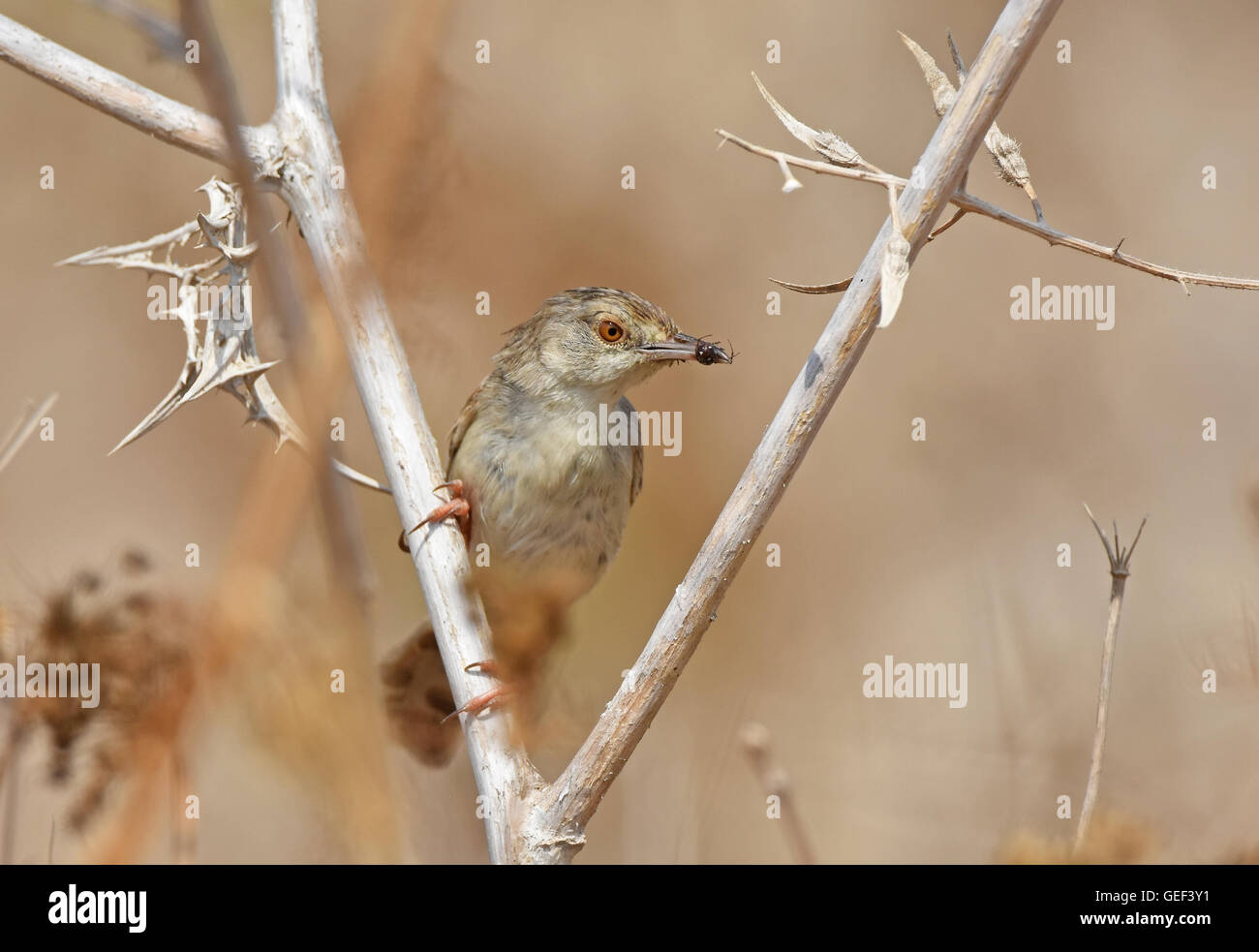 graceful prinia (Prinia gracilis) caught a spider Stock Photo