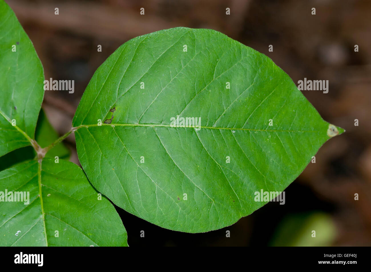 Poison Ivy leaf, close up Stock Photo